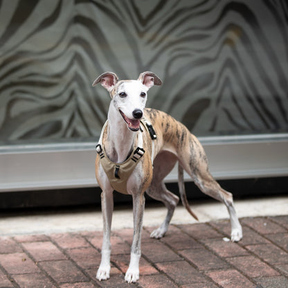 Pressure-Relief Sport Dog Harness