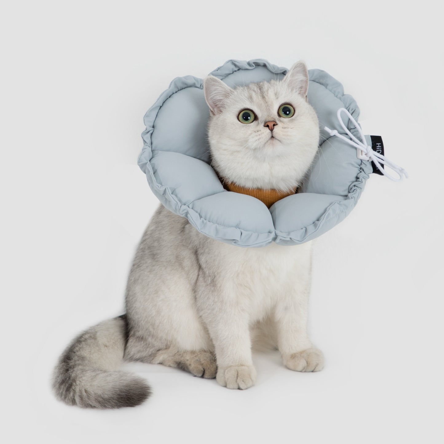 Daisy Recovery Collar