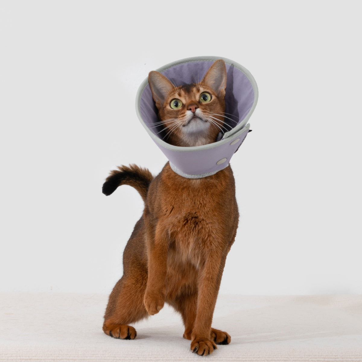 Snap-Button Cone Recovery Collar