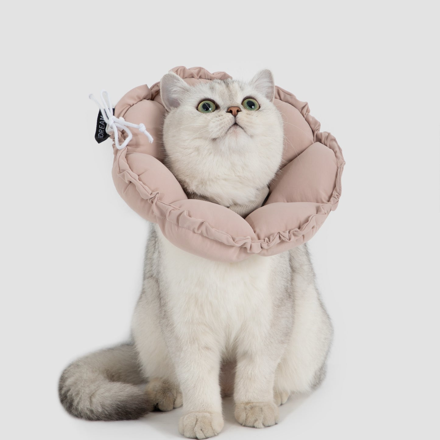 Daisy Recovery Collar