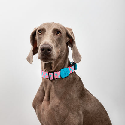 Rainbow PRO No-Pull Half-P Collar