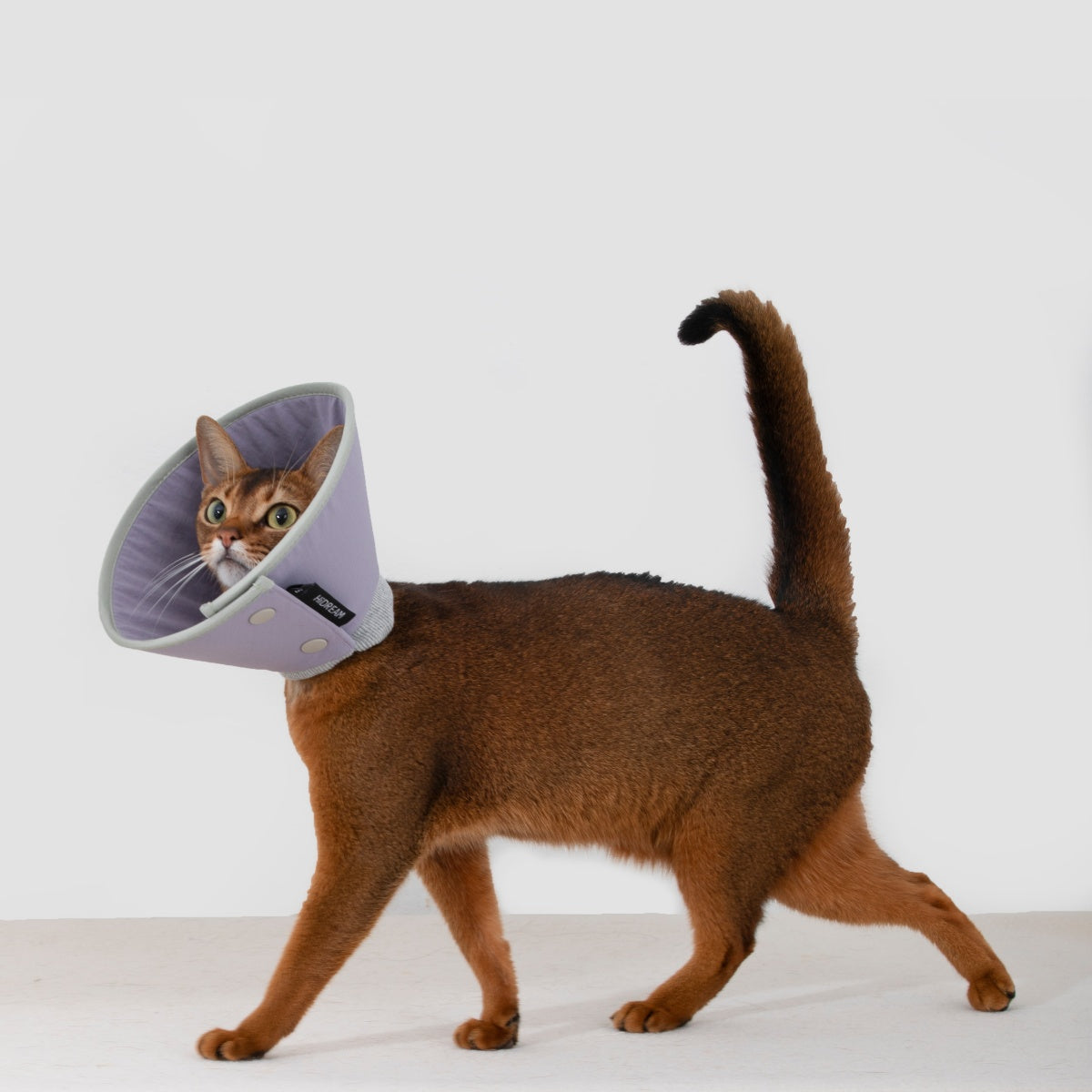 Snap-Button Cone Recovery Collar
