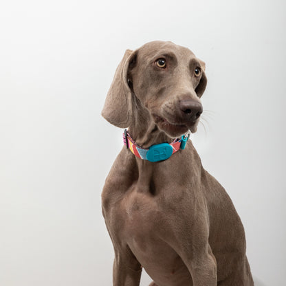 Rainbow PRO No-Pull Half-P Collar