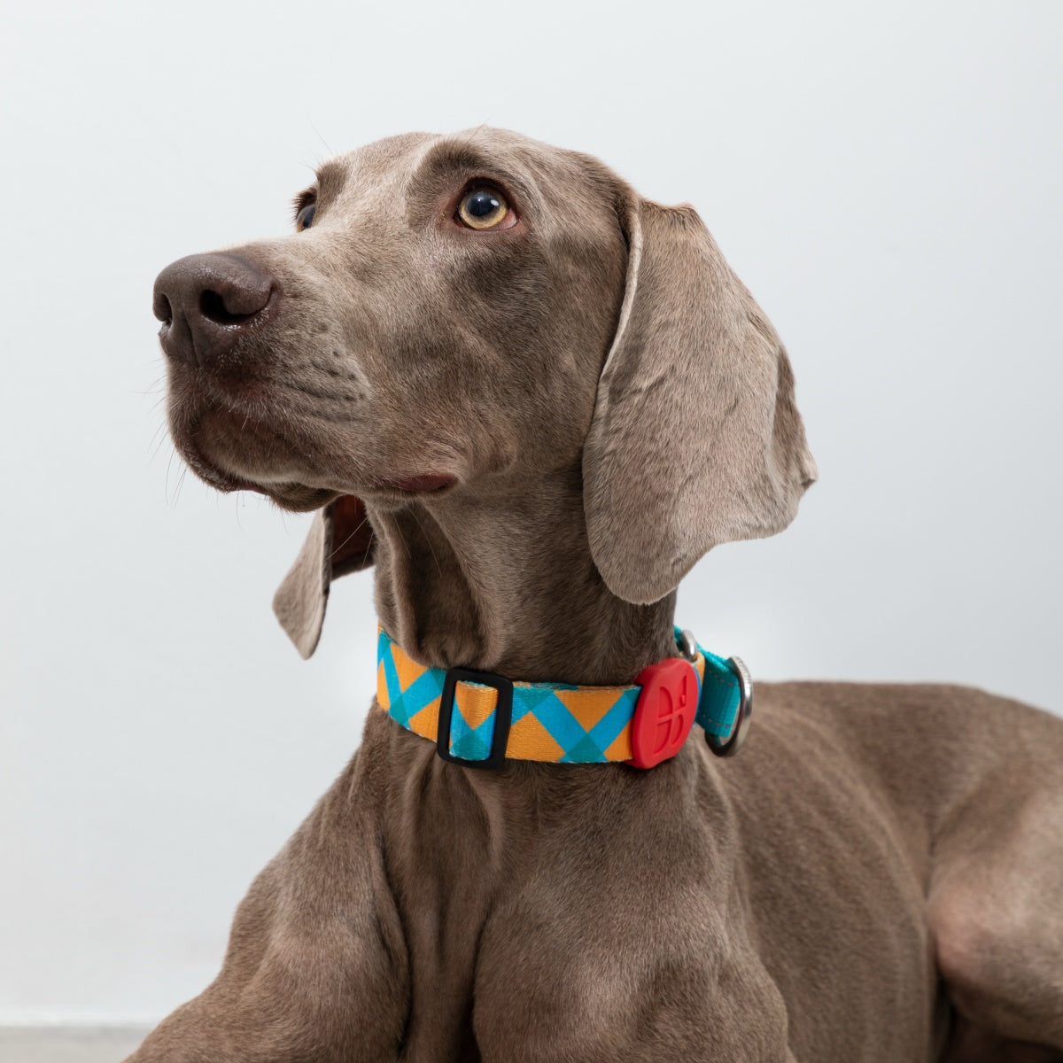 Rainbow PRO No-Pull Half-P Collar