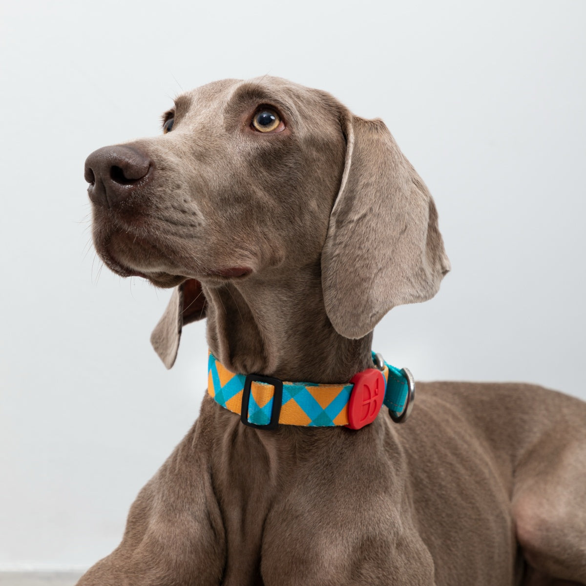 Rainbow PRO No-Pull Half-P Collar